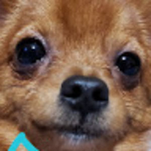 Meet your Posher, Mercedesdogocatplayz